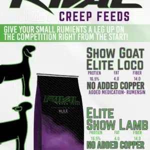 show lamb 16% b30