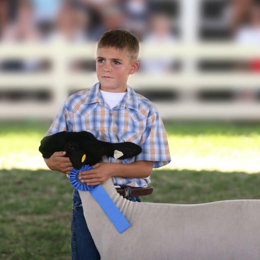 Show Sheep with blue ribbon