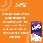 sumo