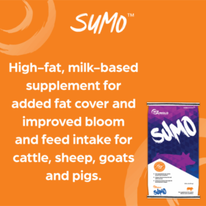 sumo
